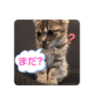 ミックス猫スタンプ❤️（個別スタンプ：14）