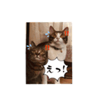 ミックス猫スタンプ❤️（個別スタンプ：15）
