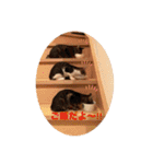 ミックス猫スタンプ❤️（個別スタンプ：16）