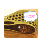 ミックス猫スタンプ❤️（個別スタンプ：19）