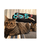 ミックス猫スタンプ❤️（個別スタンプ：20）
