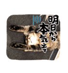 ミックス猫スタンプ❤️（個別スタンプ：23）
