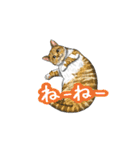 猫たちと日常会話！（個別スタンプ：1）