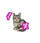 猫たちと日常会話！（個別スタンプ：2）