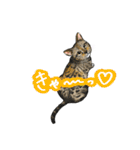 猫たちと日常会話！（個別スタンプ：4）