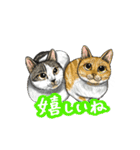 猫たちと日常会話！（個別スタンプ：7）