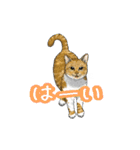 猫たちと日常会話！（個別スタンプ：8）
