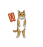 猫たちと日常会話！（個別スタンプ：12）