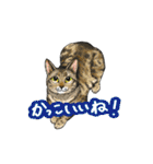 猫たちと日常会話！（個別スタンプ：13）