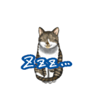 猫たちと日常会話！（個別スタンプ：14）