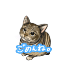 猫たちと日常会話！（個別スタンプ：15）
