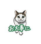 猫たちと日常会話！（個別スタンプ：17）