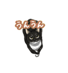 猫たちと日常会話！（個別スタンプ：20）
