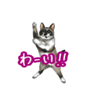 猫たちと日常会話！（個別スタンプ：21）