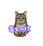 猫たちと日常会話！（個別スタンプ：22）