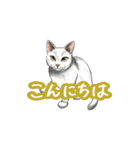 猫たちと日常会話！（個別スタンプ：24）