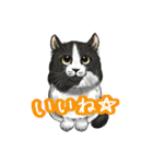 猫たちと日常会話！（個別スタンプ：26）