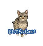 猫たちと日常会話！（個別スタンプ：27）