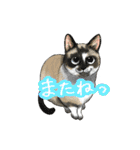 猫たちと日常会話！（個別スタンプ：28）