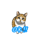猫たちと日常会話！（個別スタンプ：30）