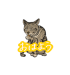 猫たちと日常会話！（個別スタンプ：32）