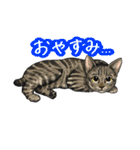 猫たちと日常会話！（個別スタンプ：33）