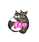 猫たちと日常会話！（個別スタンプ：34）