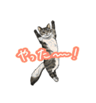 猫たちと日常会話！（個別スタンプ：35）