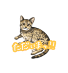 猫たちと日常会話！（個別スタンプ：37）