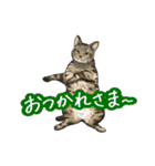 猫たちと日常会話！（個別スタンプ：38）
