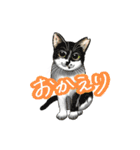 猫たちと日常会話！（個別スタンプ：39）