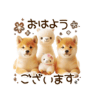 ずっと使える思いやりの柴犬*❅·̩͙（個別スタンプ：1）