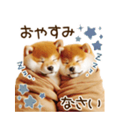 ずっと使える思いやりの柴犬*❅·̩͙（個別スタンプ：2）