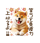 ずっと使える思いやりの柴犬*❅·̩͙（個別スタンプ：16）