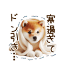 ずっと使える思いやりの柴犬*❅·̩͙（個別スタンプ：17）