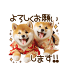 ずっと使える思いやりの柴犬*❅·̩͙（個別スタンプ：24）