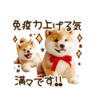 ずっと使える思いやりの柴犬*❅·̩͙（個別スタンプ：27）