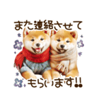 ずっと使える思いやりの柴犬*❅·̩͙（個別スタンプ：33）