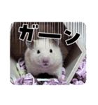 べあちゃん❤︎すたんぷ！（個別スタンプ：5）