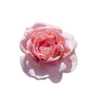 薔薇。（個別スタンプ：2）