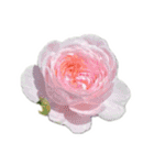 薔薇。（個別スタンプ：4）