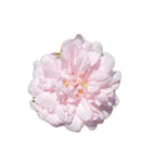 薔薇。（個別スタンプ：5）