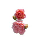 薔薇。（個別スタンプ：25）