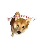 柴犬コマとTOSHIファミリー名言スタンプ1（個別スタンプ：1）