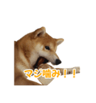 柴犬コマとTOSHIファミリー名言スタンプ1（個別スタンプ：2）