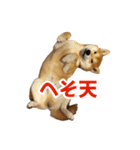 柴犬コマとTOSHIファミリー名言スタンプ1（個別スタンプ：3）