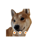 柴犬コマとTOSHIファミリー名言スタンプ1（個別スタンプ：4）