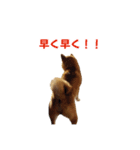 柴犬コマとTOSHIファミリー名言スタンプ1（個別スタンプ：5）
