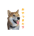 柴犬コマとTOSHIファミリー名言スタンプ1（個別スタンプ：6）