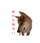 柴犬コマとTOSHIファミリー名言スタンプ1（個別スタンプ：7）